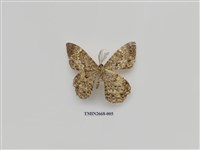 藏品(尺蛾209)的圖片